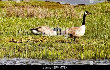 Wildlife photography at Marshside RSPB Stock Photo