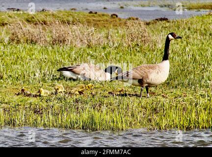 Wildlife photography at Marshside RSPB Stock Photo