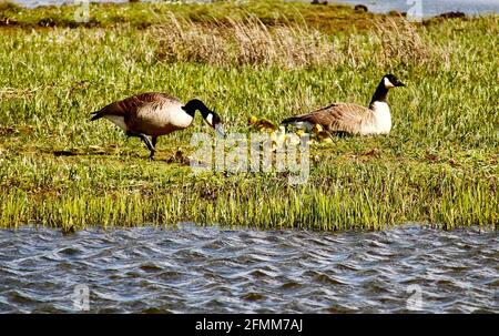 Wildlife photography at Marshside RSPB Stock Photo