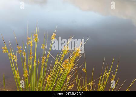 A rush plant beside a pond with the reflection of the sky on the water in the background. Stock Photo