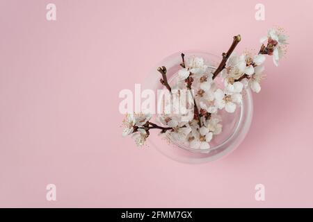 Blooming branches of an apricot tree in vase. White flowers on pink background. Top view. Stock Photo