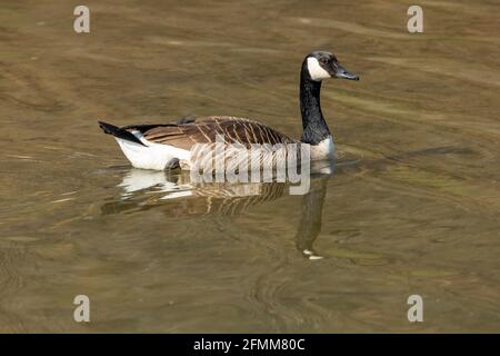 Canada goose swimming in lake Stock Photo