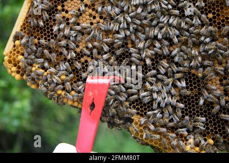A beekeeper inspecting brood frames in a British National Standard hive Stock Photo