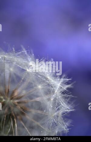 Dandelion Seedhead in Front of Bluebells Stock Photo