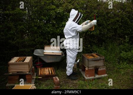 Beekeeper splitting a hive - moving frames from a full colony to a new brood box Stock Photo