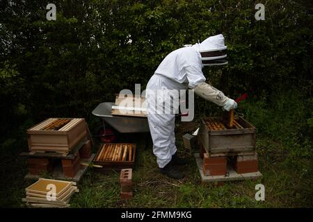 Beekeeper splitting a hive - moving frames from a full colony to a new brood box Stock Photo