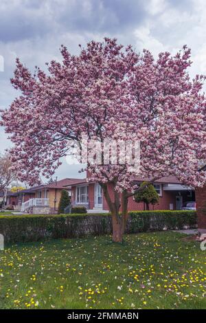 Magnolia tree in full bloom on the front yard of a house during the spring season, in a residential area of Toronto, Canada Stock Photo