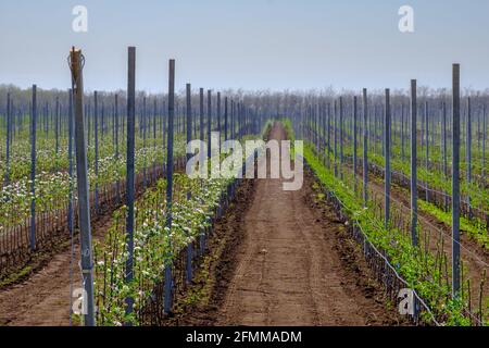 Many young seedlings of flowering apple trees on a modern plantation in spring. Agricultural business. Stock Photo