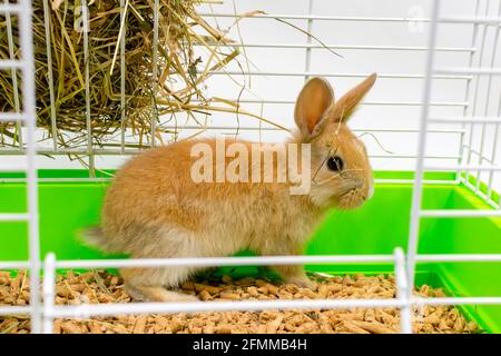 Red-eared rabbit on in a cage. A beautiful pet. Fluffy animal, fur. Home, joy. Stock Photo