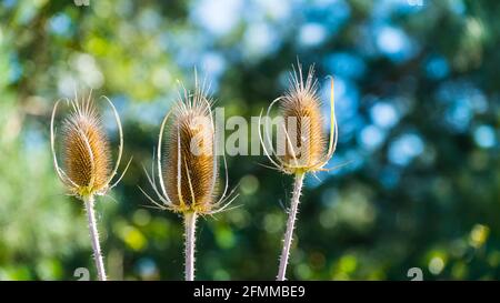 Dry teasel flower heads detail on green leaves background. Dipsacus. Thorny faded thistles in idyllic nature. Wild curative herb. alternative medicine. Stock Photo