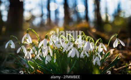 Detail of beautiful sunlit snowdrop blooms in fairy forest with blue sky. Galanthus nivalis. Clump of wild herbs at sunset. Bokeh on blurry background. Stock Photo