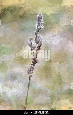 Grass cocksfoot or orchardgrass Dactylis glomerata on a sunny June Day Stock Photo