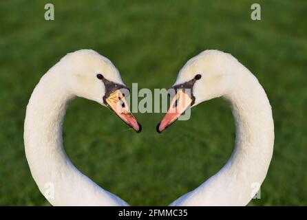 Portrait of two swans with their heads and necks facing each other and forming a heart. One swan has grass on its beak, the other swan is clean, again Stock Photo