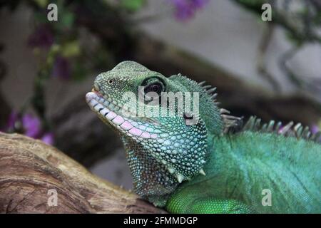 Big lizard in the terrarium Stock Photo