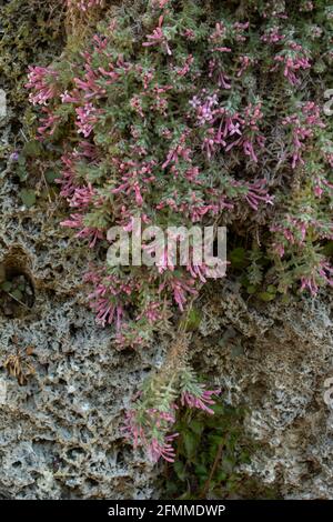 Asperula Arcadiensis (Asperula arcadiensis, Arcadian woodruff), plant with flowers in spring Stock Photo