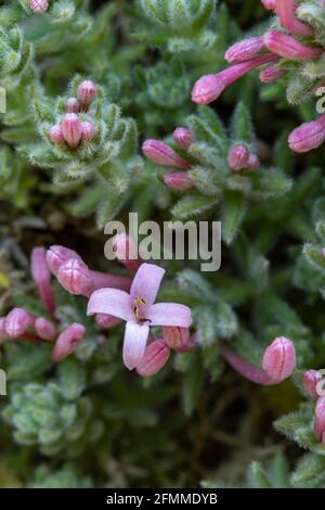 Asperula Arcadiensis (Asperula arcadiensis, Arcadian woodruff), plant with flowers in spring Stock Photo
