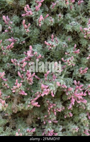 Asperula Arcadiensis (Asperula arcadiensis, Arcadian woodruff), plant with flowers in spring Stock Photo