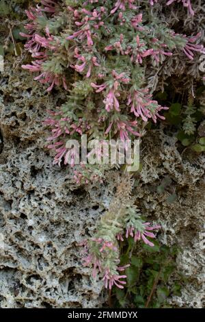 Asperula Arcadiensis (Asperula arcadiensis, Arcadian woodruff), plant with flowers in spring Stock Photo