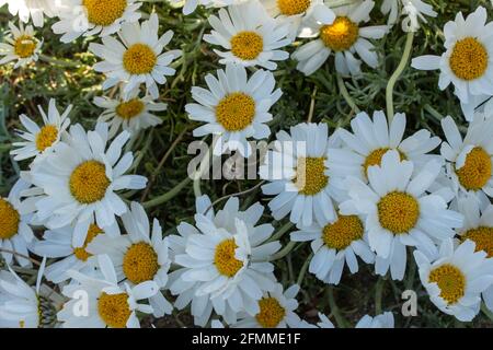 Rhodanthemum hosmariense, Moroccan daisy, flowering plant, family Asteraceae Stock Photo