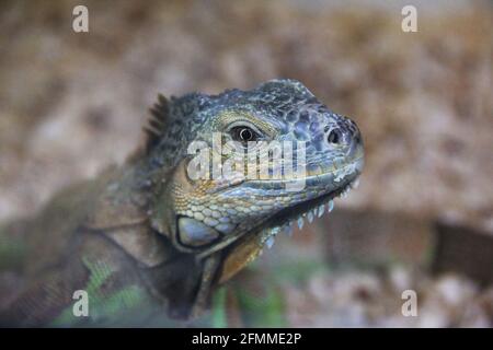 Large lizard close-up. Lacertilia Stock Photo