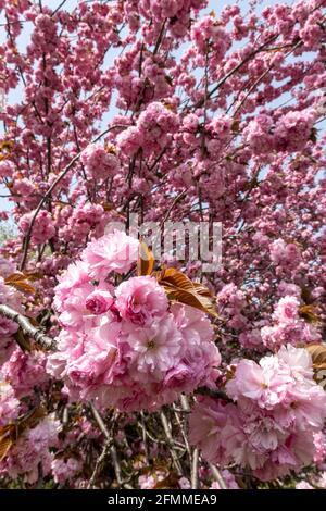 A bottle of essential oil with pink japanese kwanzan cherry blossoms Stock  Photo - Alamy