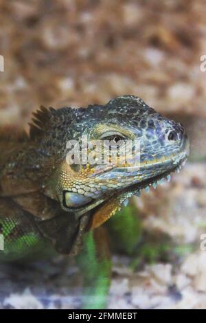 Large lizard close-up. Lacertilia Stock Photo