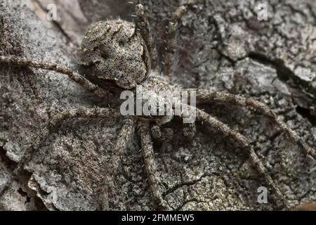 Macro photo of a lichen-running spider, Philodromus margaritatus camouflaged on burnt pine bark Stock Photo