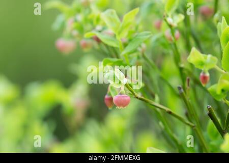 Blooming european blueberry, Vaccinium myrtillus plant Stock Photo