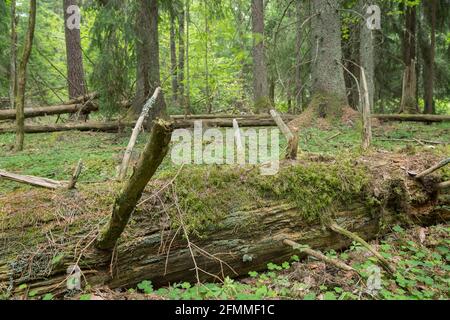 Decaying fallen fir tree in natural forest Stock Photo