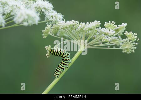 Old world swallowtail, Papilio machanon larva feeding on cow parsley