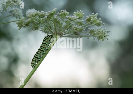Old world swallowtail, Papilio machanon larva on cow parsley