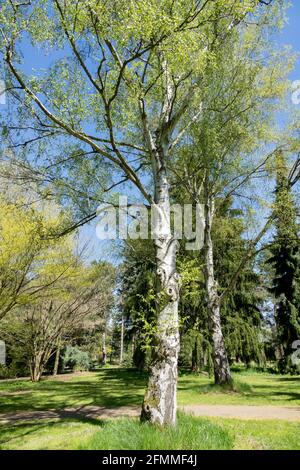 Russian Rock Birch tree Gold Birch Betula ermanii tree in spring Stock Photo