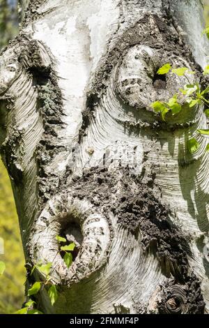Russian Rock Birch Betula ermanii Tree bark Trunk, birch tree bark knot Stock Photo