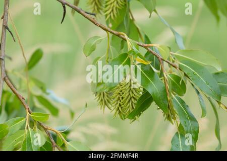 Bay willow, Salix pentandra twig with seeds in late summer Stock Photo