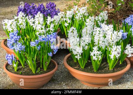 Spring blooming hardy hyacinths, Blue White Hyacinthus orientalis growing in pots spring flowers pot Stock Photo