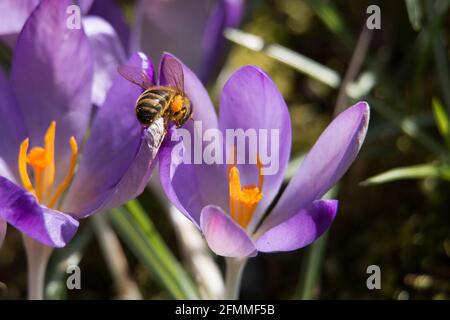 Honey bee, Apis mellifera, sitting on the petals of a purple crocus flower in the spring sunshine, Shropshire, England Stock Photo