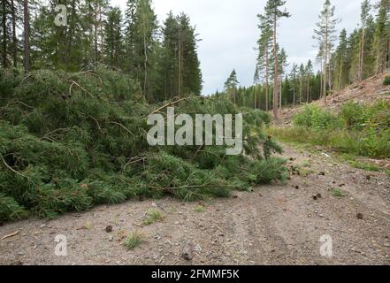 Fallen pine tree blocking road after windy weather, cutting area can be seen in the background Stock Photo