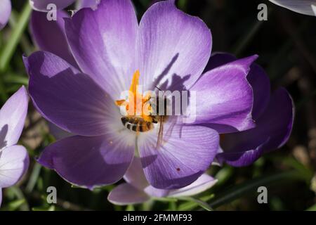One honey bee, Apis mellifera, collecting pollen from a purple crocus flower in springtime, Shropshire, England Stock Photo