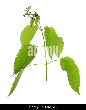 Blooming hedge woundwort, Stachys sylvatica isolated on white background Stock Photo