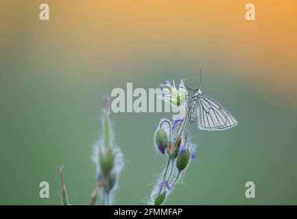 Black-veined moth, Siona lineata resting on wood cranesbill in sunrise a summers day Stock Photo