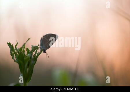 Mazarine blue, Cyaniris semiargus resting on plant in the rising sun Stock Photo