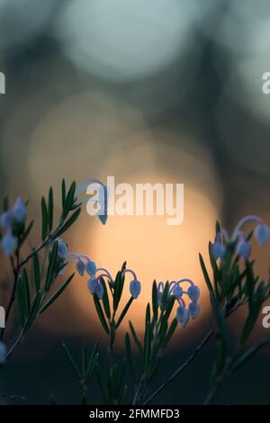 Blooming bog-rosemary, Andromeda polifolia in sunset Stock Photo