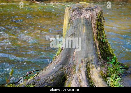 old sawn-off tree trunk without bark and overgrown with moss stands in a forest stream reflecting sunlight Stock Photo