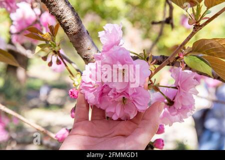 close up shot of a female hand showing some cherry blossoms on a tree. Blurred background with pink and green spots. Hanami time concept. Stock Photo