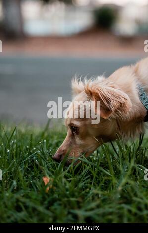 dog sniffing grass Stock Photo