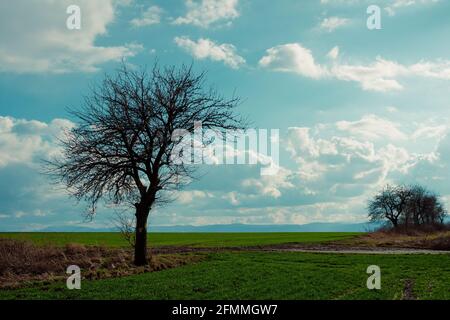 tree by a dirt road with cloudy sky in background Stock Photo