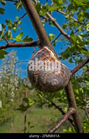 snail stuck on a branch of a fruit tree.(Helix pomatia). Stock Photo