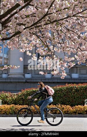 cyclist under a blossoming spring tree,Sofia,Bulgaria Stock Photo