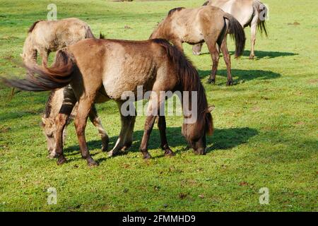 a herd of wild horses grazes on a green meadow in the morning sun and shade Stock Photo