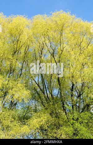 Crack willow Tree Salix fragilis tree Willow trees Stock Photo